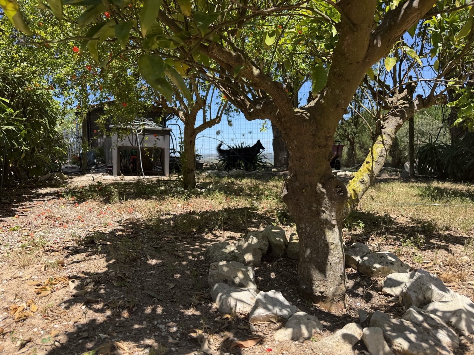 Tree and garden area at The Pathfinder Project